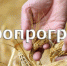 Информация о проведении отбора проектов грантополучателей и проектов «Агропрогресс» в целях предоставления из областного бюджета грантов в форме субсидий на развитие малых форм хозяйствования - Сергачский муниципальный округ